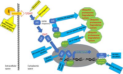 Anti-Androgen Receptor Therapies in Prostate Cancer: A Brief Update and Perspective